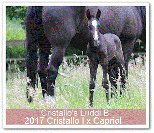 Hengstfohlen Cristallo's Luddi B - Parkhof Enger - Zucht- und Ausbildungsstall in Westerenger Bielefeld Germany